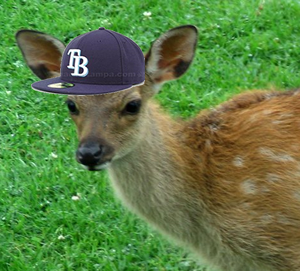 Tampa must really have that Bambi in the headlights feeling today.